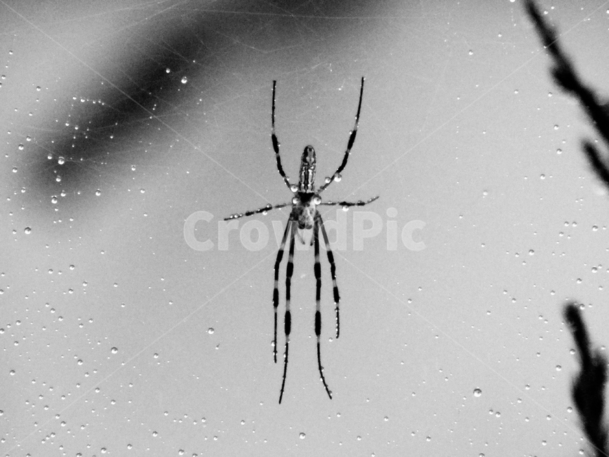 곤충,비내리는날,빗방울,자연,흑백사진,동물,animal,흑백,모노톤,monochrome,black and white