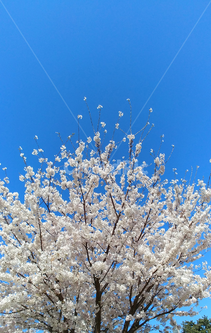 벚꽃,봄,봄꽃,꽃,꽃나무,벚꽃나무,봄,계절,spring,season