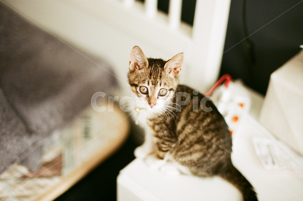 love,bed,inside,house,Emotional photo,beautiful,film photography,kitten,attachment,cat,animal,family