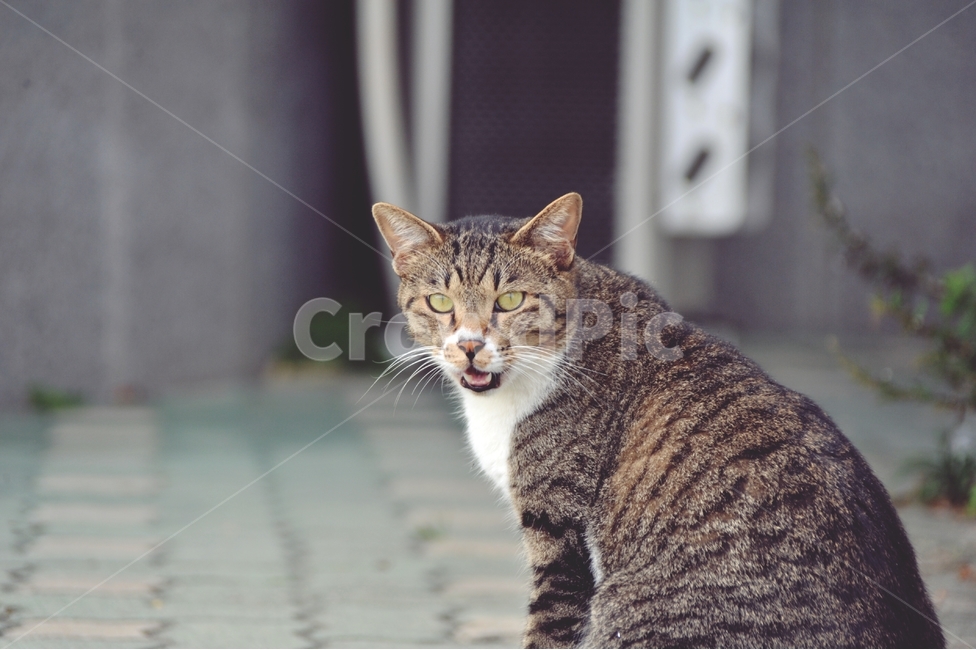 고양이,호랑이고양이,길고양이,애묘,동물,고양이과,고양이얼굴,동물,animal,포유류,mammal,고양이,cat,kitten,kitty