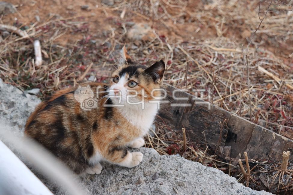 고양이,길고양이,cat,코리안숏헤어,코리안쇼트헤어,animal,동물,pet