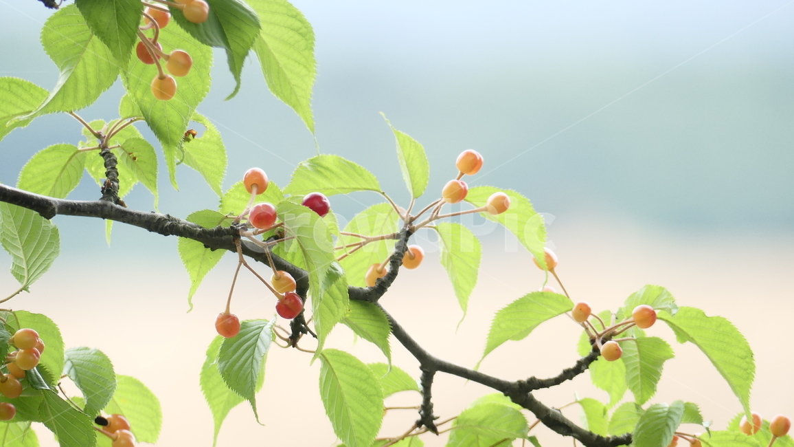 산수유,열매,과일,농촌,여름,풍요,시원,한약재,건강,나무잎