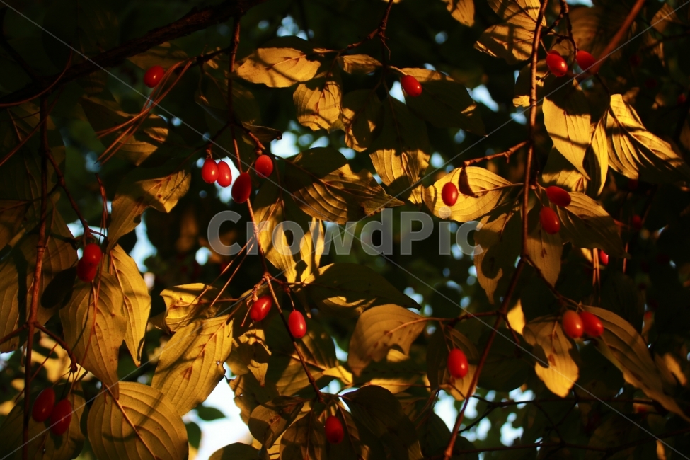 역광,나무,잎,나뭇입,감성,가을,열정,사랑,그림,식물,자연,plants,nature,과일,열매,fruit,감성,sensible,feeling