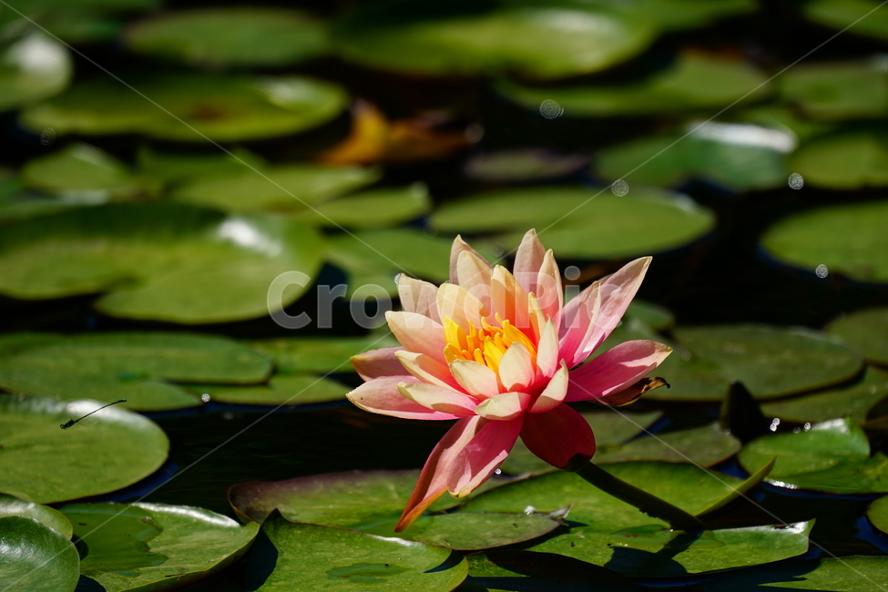 수련,연꽃,여름꽃,플라워,flower,lotus,waterlily,pondlìly,식물,자연,plant,nature,연못,연잎,연꽃잎,꽃,수생식물,pond,수중식물,여름,summer