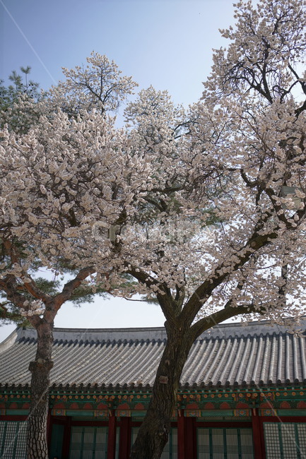 창경궁,서울,한국,벚꽃,매실나무,korea,대한민국,seoul,혜화,헤화역,혜화동,4월,april,봄,spring,봄꽃,풍경,landscape,조선,조선시대,조선왕조,궁전,궁궐,왕궁,나무,자연,nature,한옥,tree,palace,한국문화,한국전통,전통문화,전통,문화,한국적인,한국풍경,역사,히스토리,history,식물,자연,plants,nature,꽃,flower,나무,trees,wood