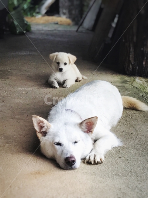 가족,강아지,개,엄마,시골,바둑이,진돗개,꼬리,눈,잠,낮,낮잠,눈빛,동물,animal,포유류,mammal,개,강아지,dog,doggy,가족,패밀리,family