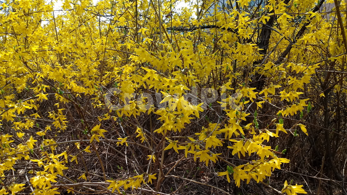 나무,식물,꽃,봄꽃,나무줄기,나무가지,봄,plant,tree,treetrunk,flower,blossom,꽃잎,노란색꽃,개나리
