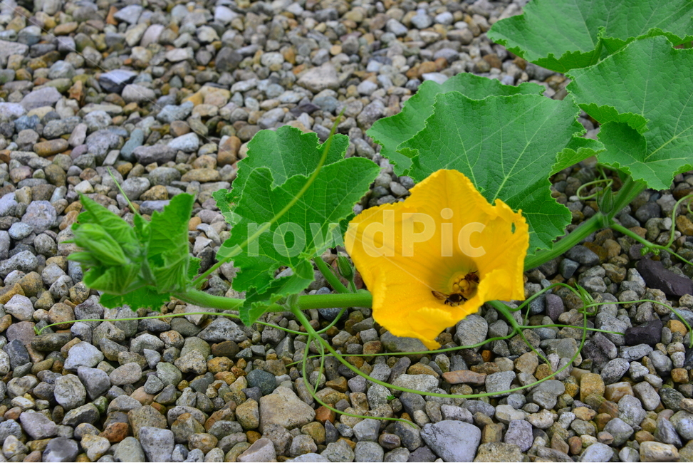 gravel,자갈,road,도로,dirtroad,흙길,blossom,flower,꽃,plant,식물,leaf,잎,호박넝쿨,호박꽃,호박