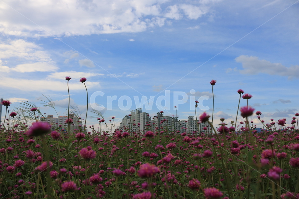풍경,천일홍,하늘,구름,꽃,공원,꽃밭