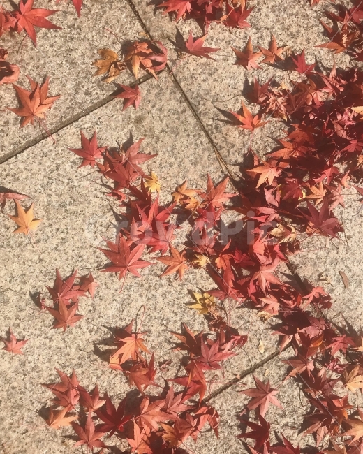 가을,단풍,낙엽,풍경,landscape,가을,계절,fall,autumn,season,식물,자연,plants,nature,plant,leaf,잎,tree,나무,maple