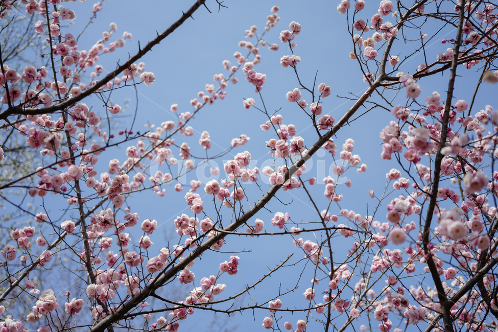 꽃,벚꽃,나무,식물,하늘,자연,풍경,봄,계절,spring,season,plant,flower,blossom