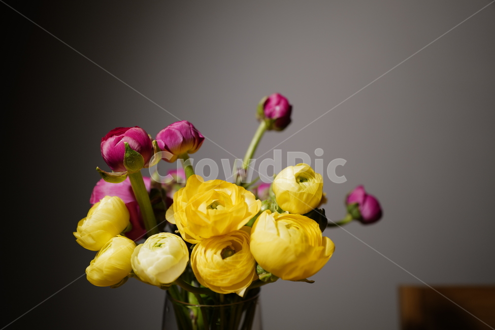 plant,식물,꽃꽂이,blossom,꽃,flower,꽃장식,꽃인테리어,감성사진