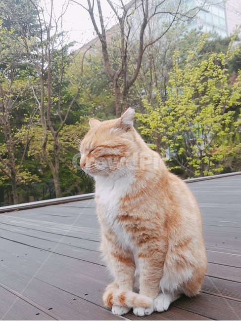 고양이,냥이,길고양이,길냥이,냥냥이