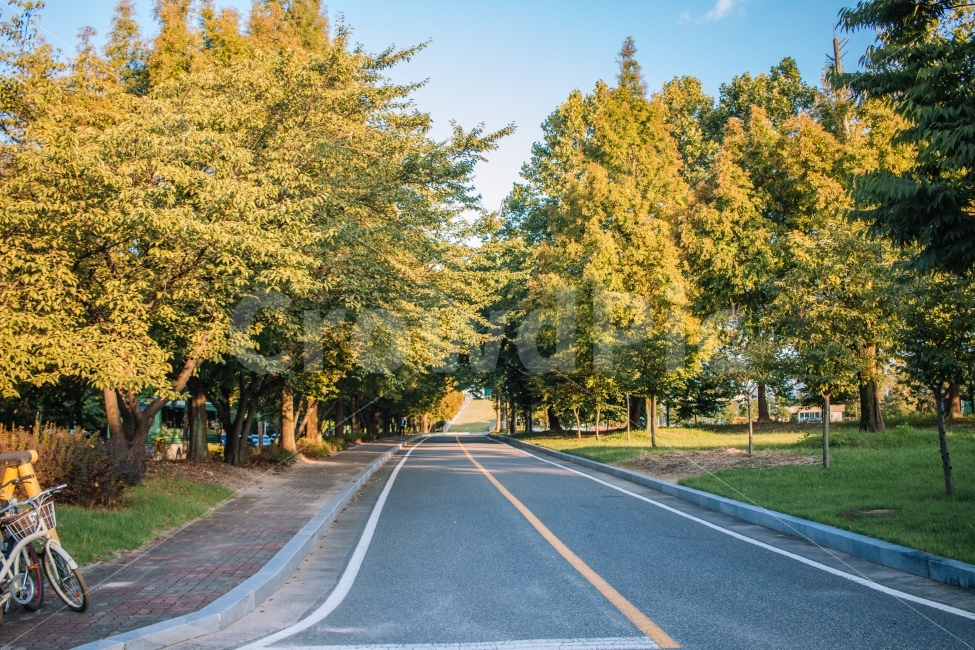나무,길,가을,노을,햇살,감성,풍경,한국,오후,korea,landscape,road,자연,풍경,nature,landscape,가을,계절,fall,autumn,season,감성,sensible,feeling,asphalt,아스팔트,도로,freeway,고속 도로,highway,고속도로,bike,자전거,transportation,교통,bicycle,vehicle,차량