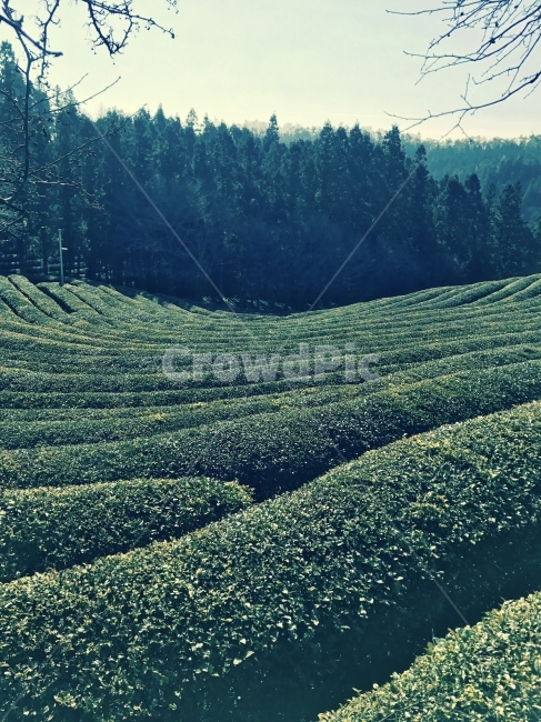 파란색,보성,녹차밭,녹차,나무,초록,자연,풍경,nature,landscape,한국자연풍경,한국자연경관,korea nature landscape,산업,industry,industrial,농업,농사,agriculture,farming,farming industry,outdoors,옥외