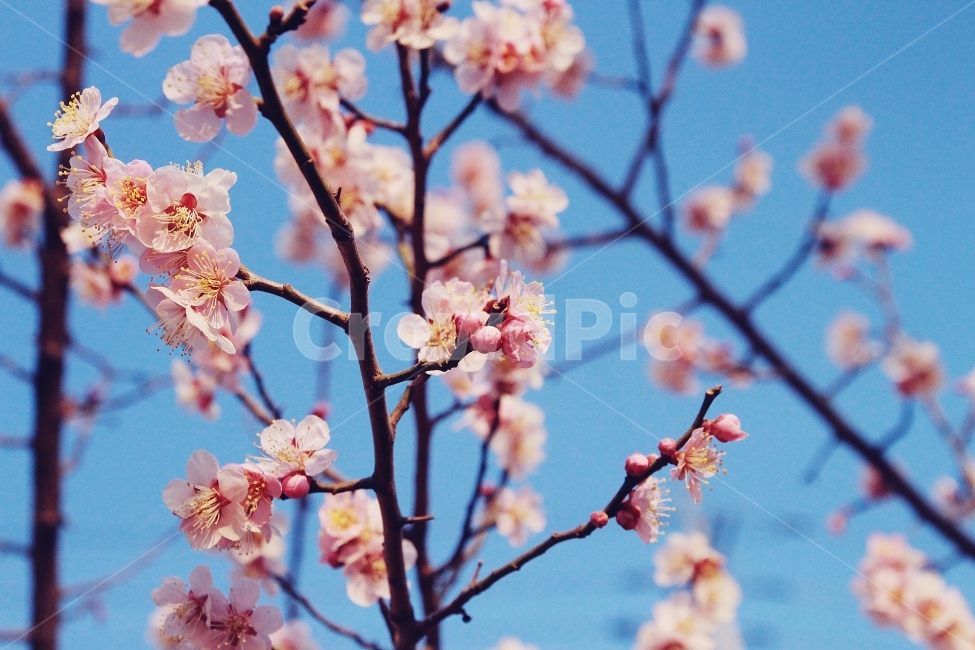 봄,매화,매화나무,매화꽃,원동,꽃,자연,봄,계절,spring,season,식물,자연,plants,nature,꽃,flower,색깔,색상,색채,색감,color sense,color sensitivity,feeling of color,plant,blossom