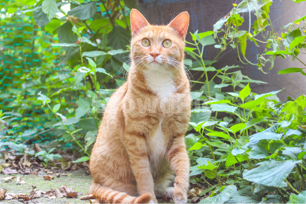 고양이,cat,동물,animal,길고양이,감성사진,감성,동물사진,숲,풀,자연,grass,nature,자세,pose,동물,animal,포유류,mammal,고양이,cat,kitten,kitty