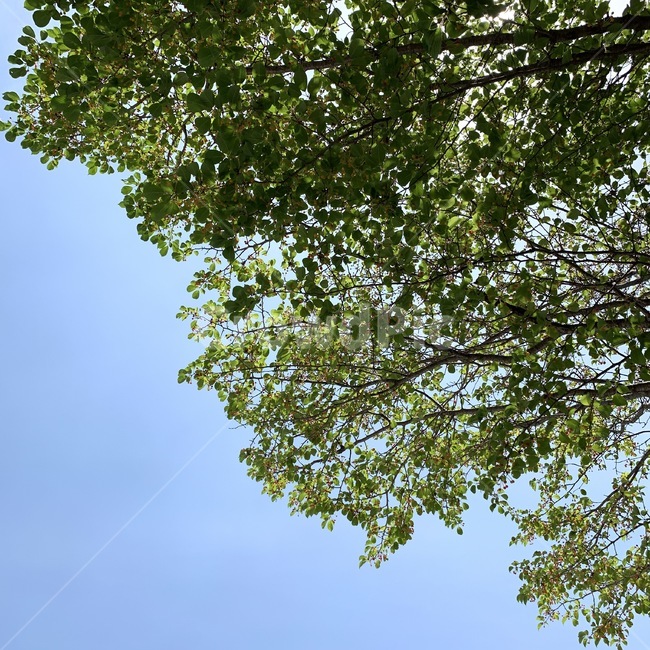 tree,나무,plant,식물,자연,하늘,초록,자연,풍경,nature,landscape