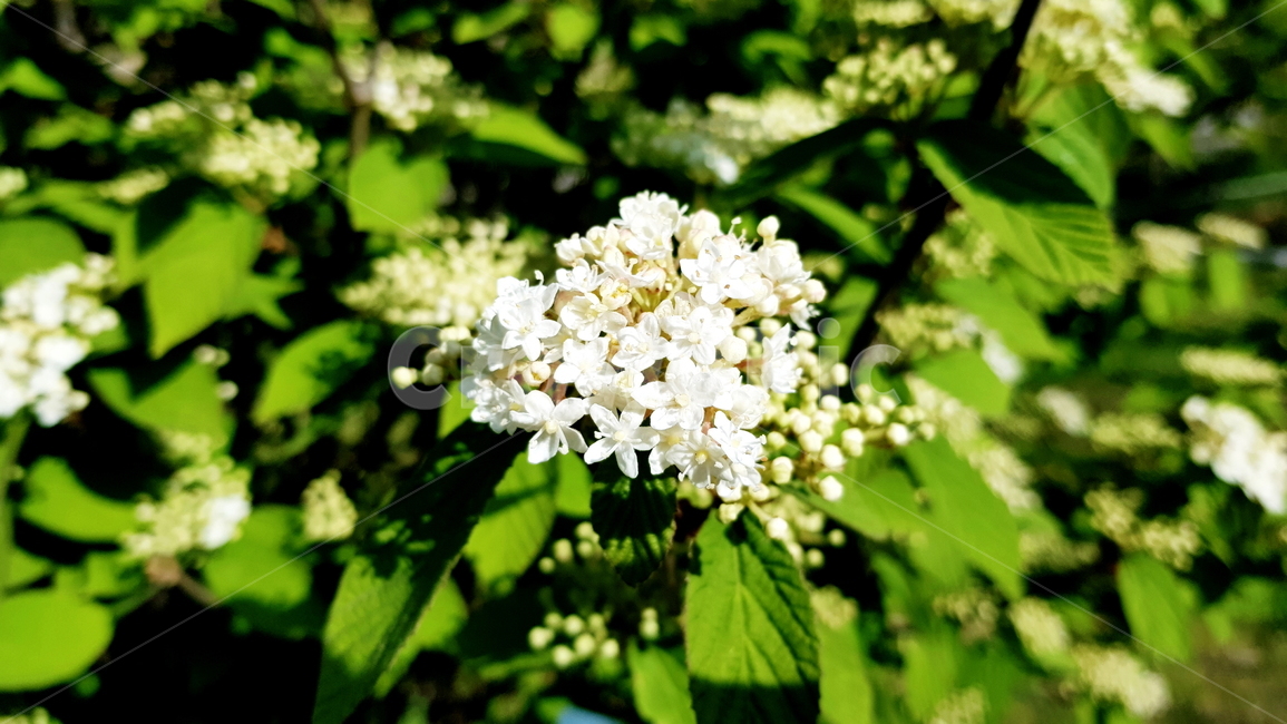 꽃,흰꽃,바레리안,아기꽃,수국과,식물,자연,plants,nature,꽃,flower