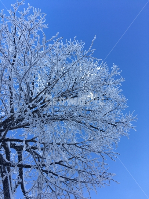 겨울산,겨울,하늘,겨울나무,눈꽃,눈,겨울,계절,winter,season,식물,자연,plants,nature,나무,trees,wood