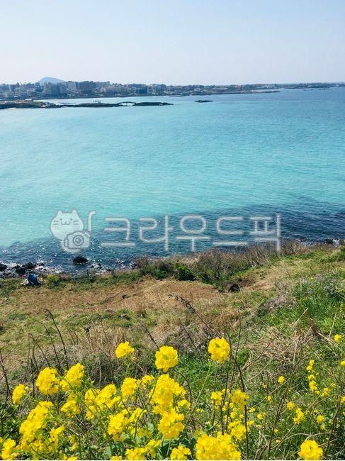 유채꽃,꽃밭,노란색꽃,노랑색,제주도,jeju,jejudo,island,바다,sea,에메랄드,에메랄드빛,옥외,필드,자연,outdoors,nature,목초지,field,물