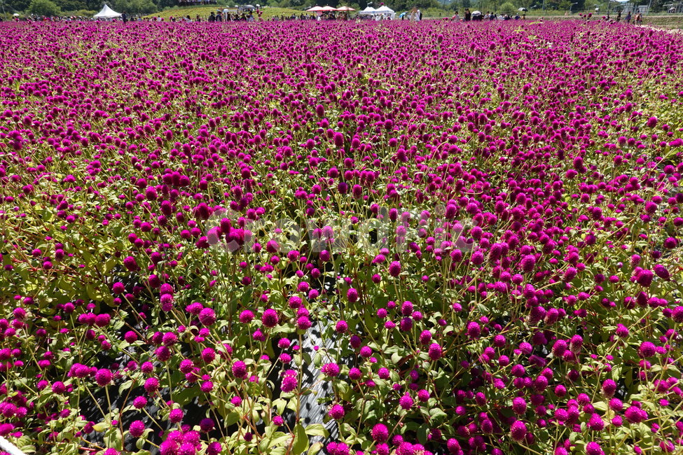 천일홍,보라색,꽃,꽃밭,꽃축제,보라꽃,식물,자연,plants,nature,꽃,flower