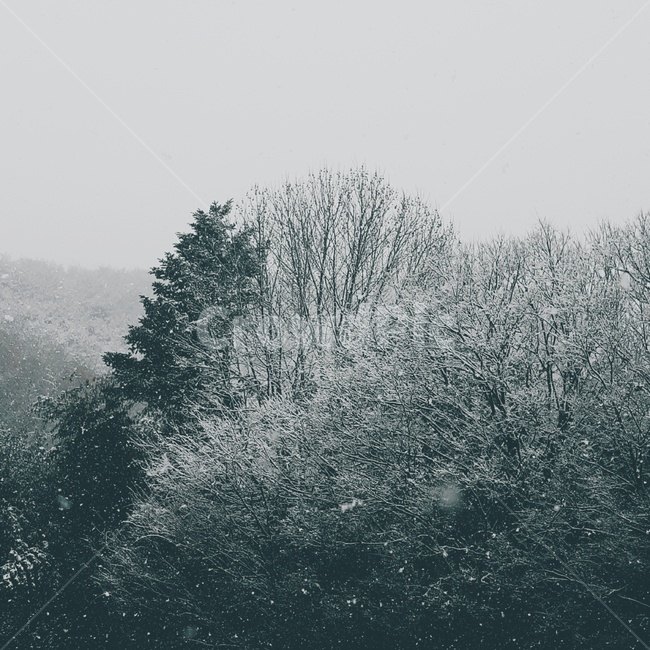겨울,산,눈,정방형,풍경,나무,가창,겨울,계절,winter,season