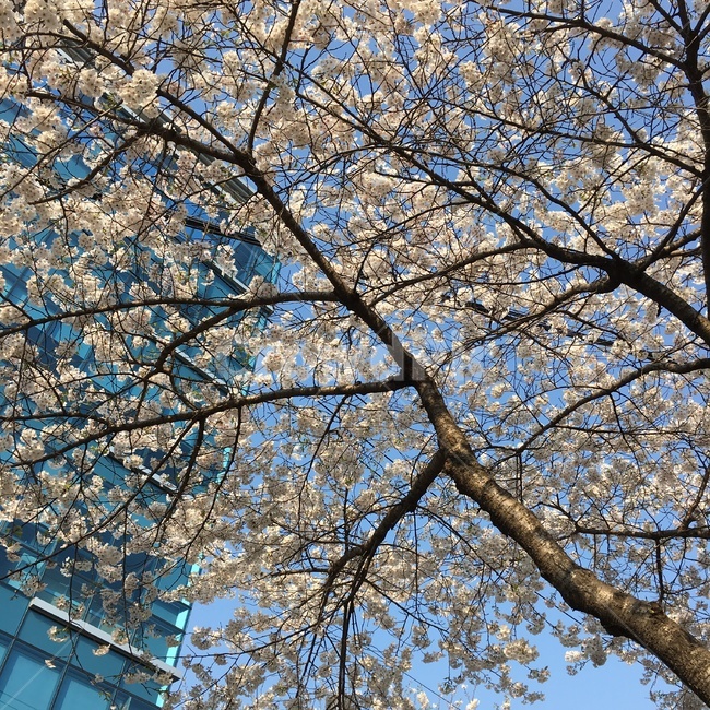 plant,식물,blossom,cherryblossom,벚꽃,flower,꽃,봄,spring,하늘,식물,자연,plants,nature,꽃,flower