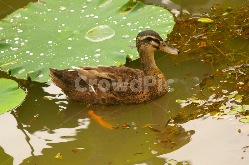 조류,오리,bird,새,animal,동물,조류,새,birds