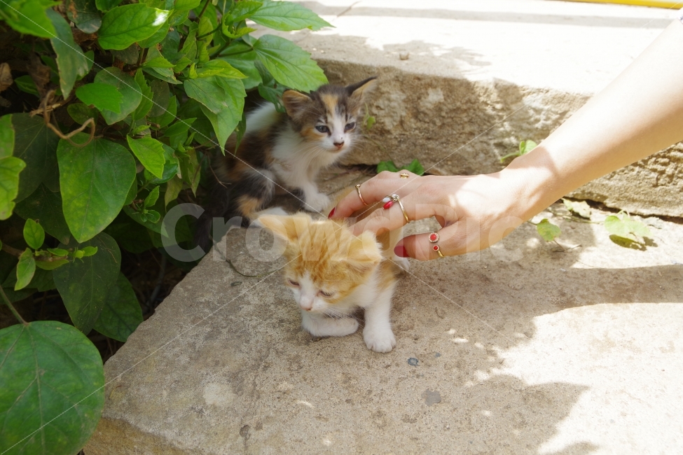 모로코,여행,라바트,여성,고양이,maroc,travel,rabat,girl,cat,동물,animal,사람,인물,인간,human,person,고양이,cat,kitten,kitty,포유류,mammal
