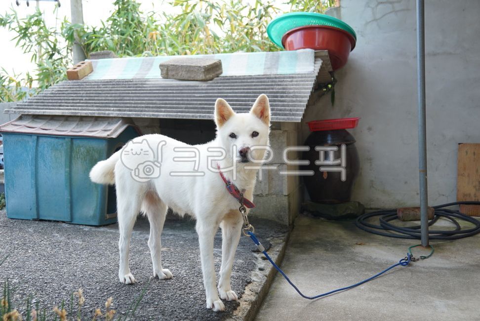 Pets,snood,albino,Jindo dog,dog