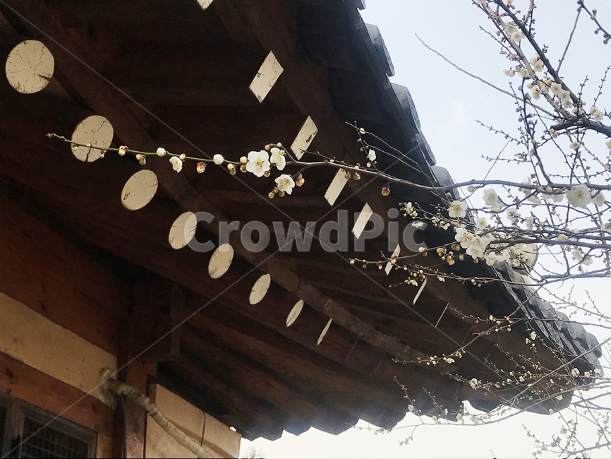 매화,매화꽃,기와집,광양매화마을,하늘,자연,꽃,한국전통,한국문화,korean traditional,korean culture,건축물,건물외관,exterior,building,structure,architecture,construction