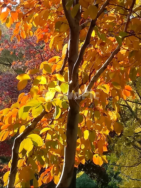가을,단풍,낙엽,maple,plant,식물,단풍나무,단풍잎,leaf,잎,tree,나무,계절,fallautumnseason,가을단풍,자연,풍경,경치,가을,계절,fall,autumn,season,식물,자연,plants,nature,나무,trees,wood