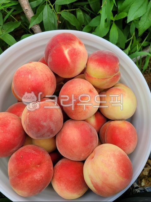 과일,복숭아,물복,딱복,신비복숭아,황도,황도복숭아,백도복숭아