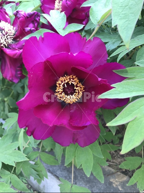 플라워,봄,꽃,flower,자연