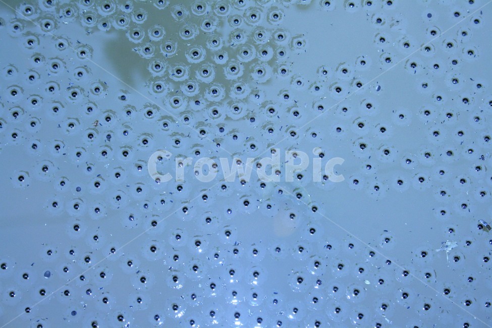 맹꽁이알,맹꽁이알부화,맹꽁이,맹꽁이과,양서류,멸종위기야생동물,국가적색목록취약종,동물,animal