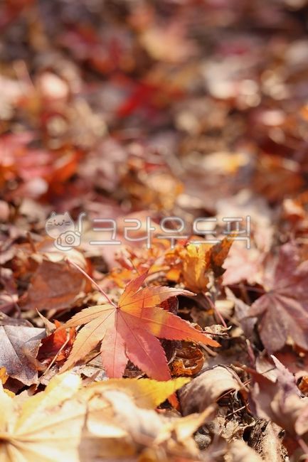 단풍,낙엽,빨간,가을,단풍잎,식물,잎,감성,배경,떨어진,바닥,쌓인,자연,maple,nature