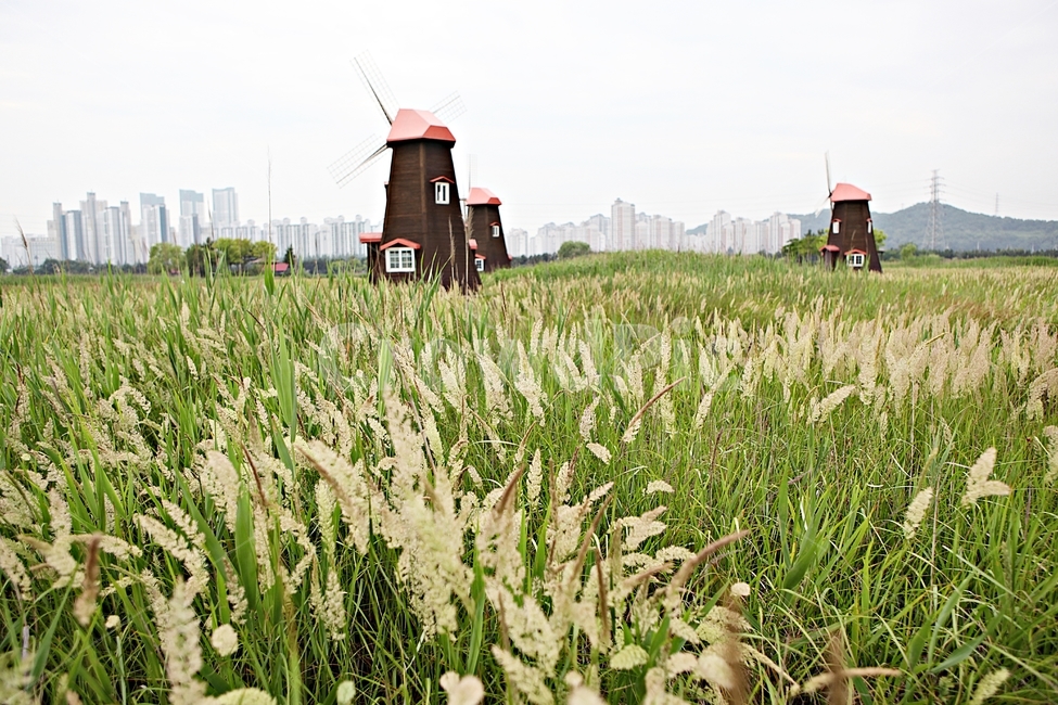 풍차,소래생태공원,갈대,식물,자연,풍경,자연,풍경,nature,landscape,plant,food,음식,outdoors,옥외
