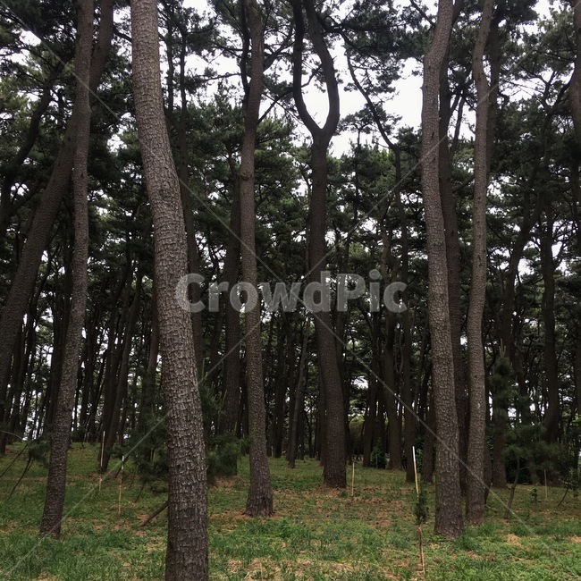 숲길,음침,청렴,녹색,우직함