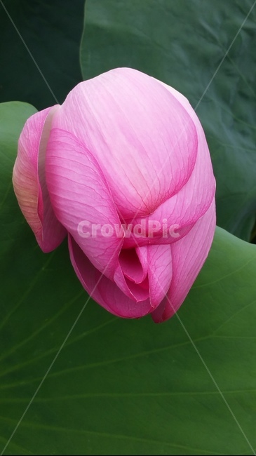 꽃,자연,계절,플라워,아름다움,색감,개화,flower,식물,자연,plants,nature,꽃,flower