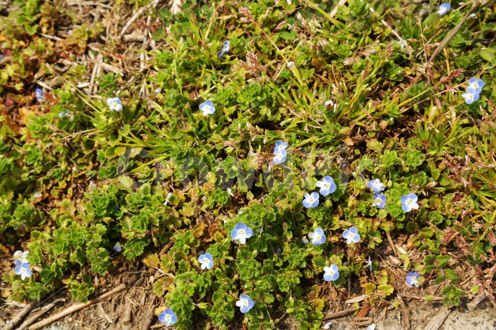 들꽃,꽃,무리,풀,바닥,흙,초록,연두,식물,자연,plants,nature,꽃,flower