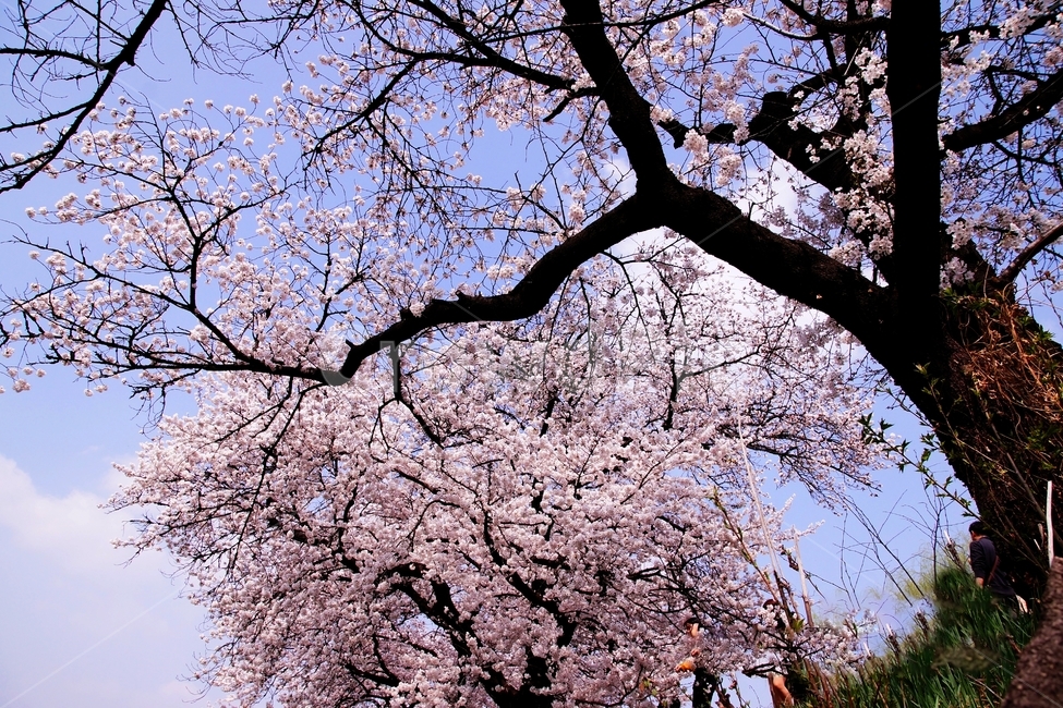 봄,봄꽃,벗꽃,행사,살구꽃,plant,식물,flower,꽃,blossom