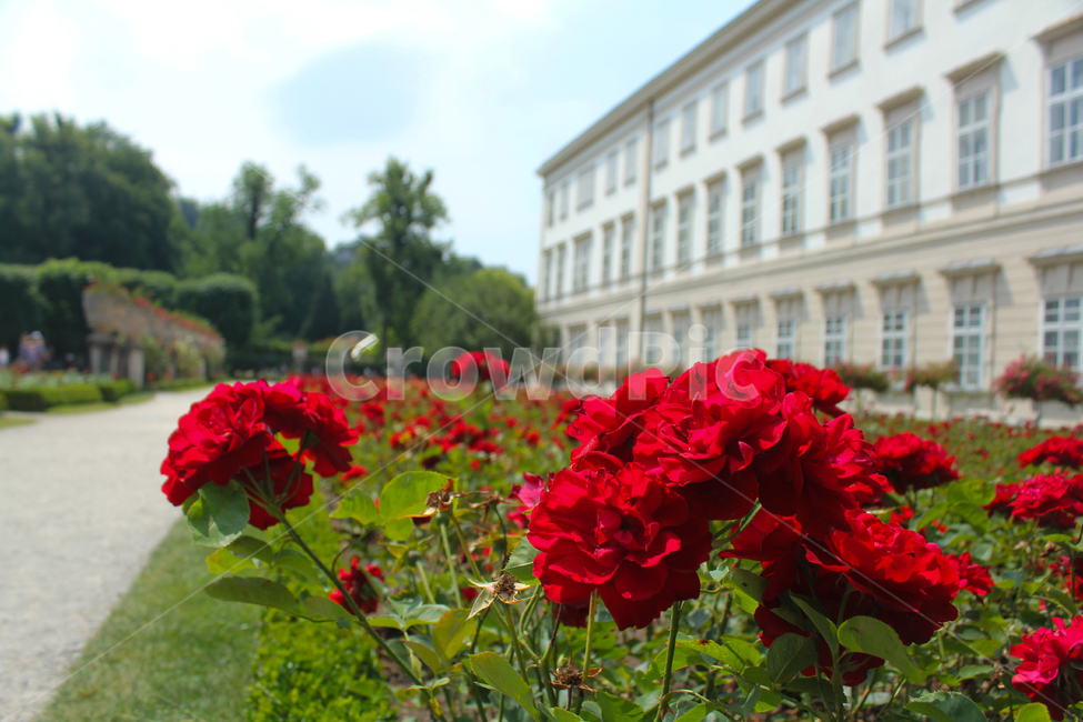 장미,장미정원,정원,오스트렐리아,유럽,유럽정원,꽃,rose,garden,europe,austria,식물,자연,plants,nature,꽃,flower