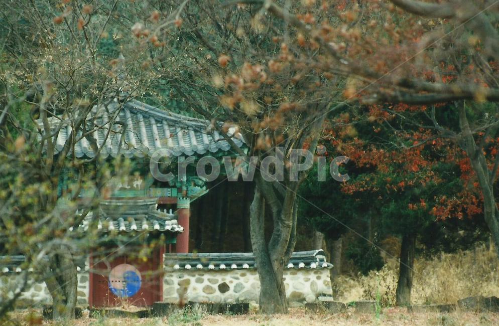 풍경,한국전통,식물,기와,태극문향,대문,계절,배경,돌담,문화제,가을,자연,한국전통,한국문화,korean traditional,korean culture