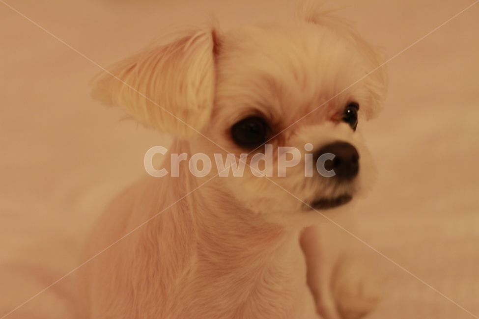 말티즈,강아지,애완견,반려견,동물,동물,animal,포유류,mammal,개,강아지,dog,doggy