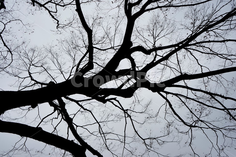 느티나무,고목,실루엣,나무,tree,하늘배경,겨울,가지,자연,하늘,식물,마른잎,숲,분위기,감성,겨울나무,쓸쓸함,외로움,고요,나뭇가지,계절,풍경