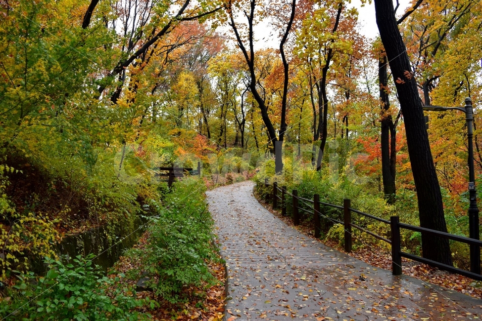 남산,가을,단풍,풍경,고궁,서울,낙엽,도심지,명소,자연,비경,단풍나무,가을색,가을색채,오색,자연,풍경,nature,landscape,가을,계절,fall,autumn,season,tree,나무,plant,식물,tree trunk,나무 줄기,leaf,잎,path,통로