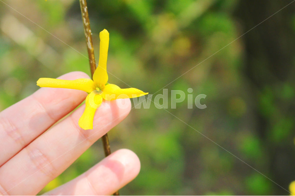 감성사진,봄,꽃,풍경,자연,flower,색감,개나리,yellow,yellowflower,spring,봄,계절,spring,season,식물,자연,plants,nature,꽃,flower
