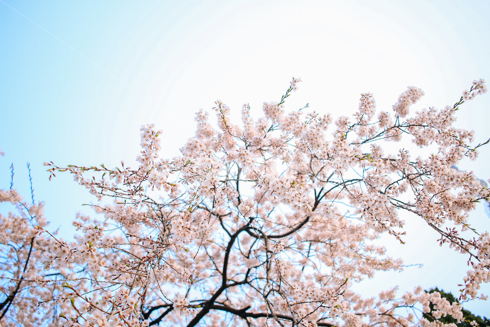 봄,벚꽃,꽃,계절,자연,나무,봄,계절,spring,season,식물,자연,plants,nature,꽃,flower,감성,sensible,feeling,plant,blossom