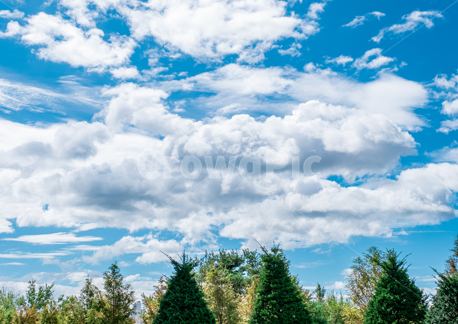 plant,tree,나무,하늘,sky,맑은하늘,파란하늘,푸른하늘,자연,구름,nature